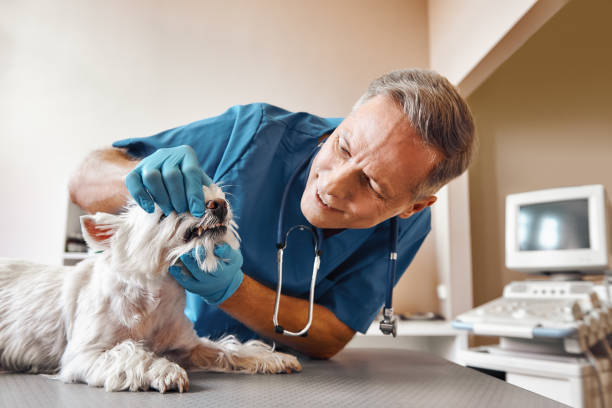 Best Emergency Treatment for Dental Infections or Abscesses in Crofton, MD